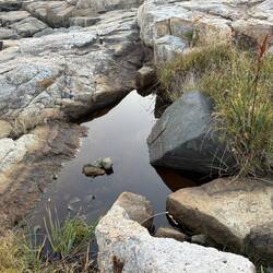 Pools of water both fresh and salt are found on the rocks at Schoodic Point