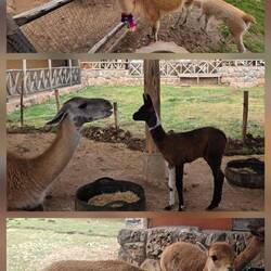 Lama, Guanaco und Vicuña