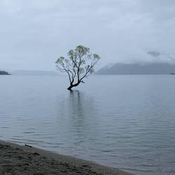 The Tree at Wanaka