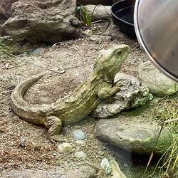 Not a kiwi, but a tuatara, also at the Wilderness Centre