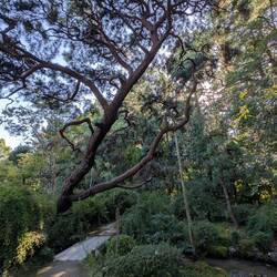 An old pine tree propped up