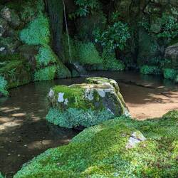 Moss and lichen, grass not allowed