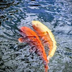 Ein goldener Koi