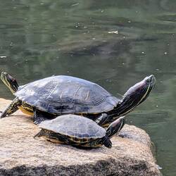 Wer hat den längeren Hals?