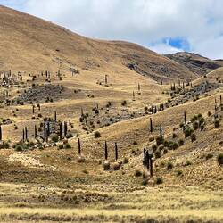 A hillside covered with Puya Raimondii