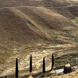 Our first sighting of Puya Raimondii. Those with tall flower stems are now dead.