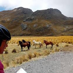 These horses might have the front feet tied up to teach them to jump