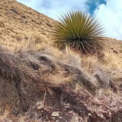 This young Puya Raimondi has only trunk and leaves and many years to live before bloom