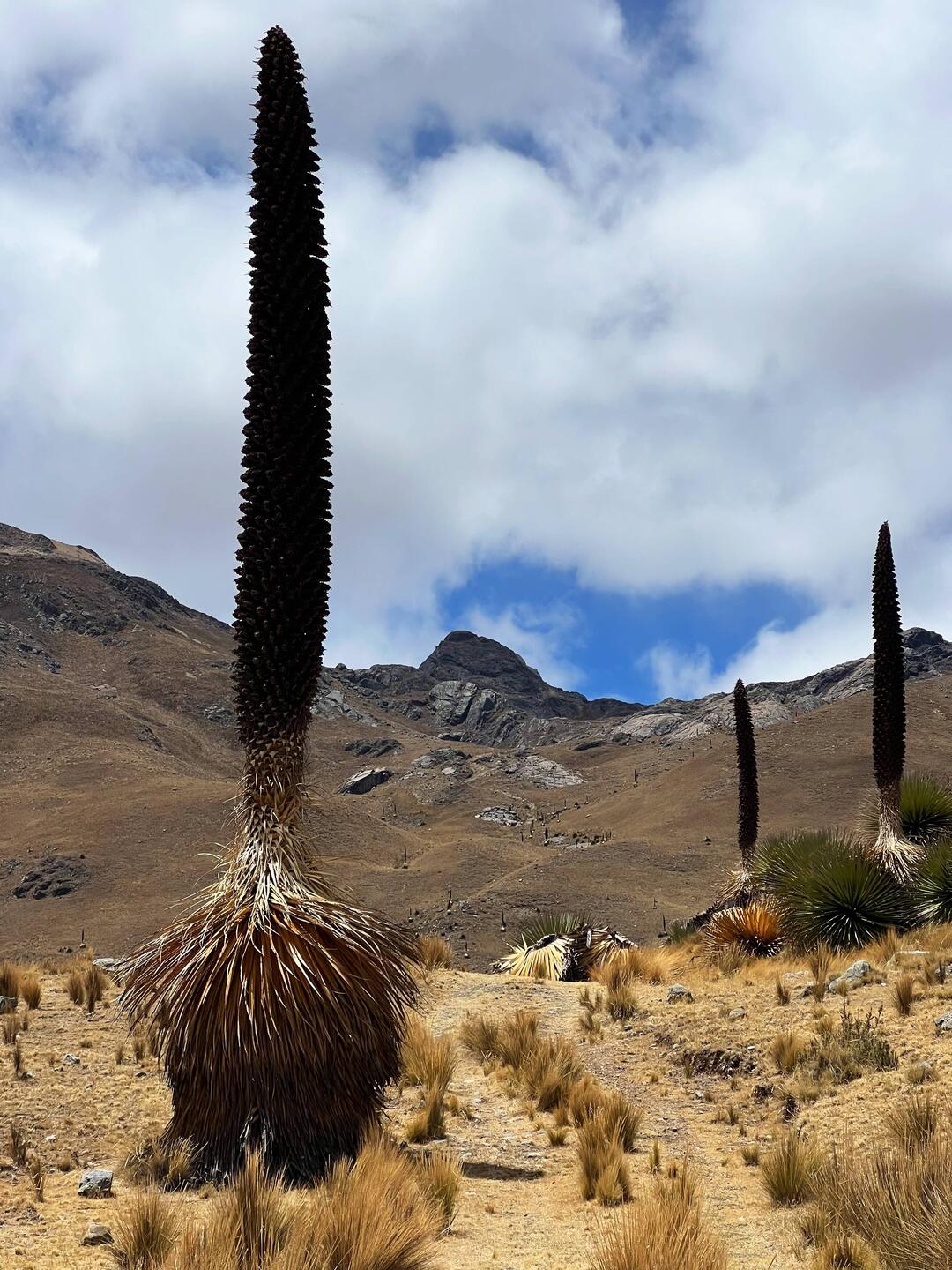 Puya Raimondii, the Queens of the Andes