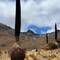 Puya Raimondii, the Queens of the Andes