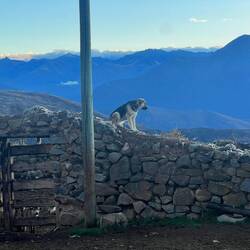 Before dawn. Sheep in pen, dog watches over