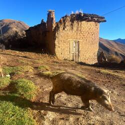 Abandoned mud brick buildings