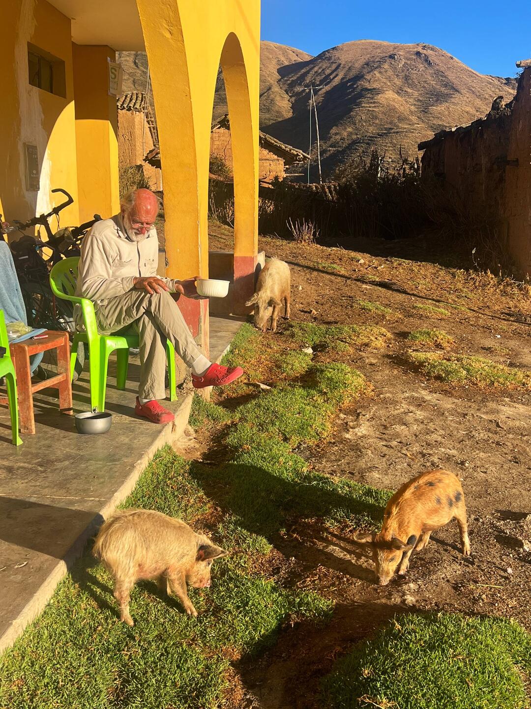Breakfast with the pigs