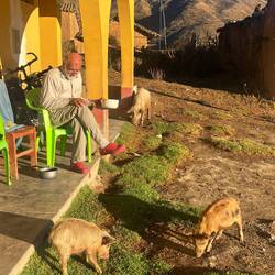 Breakfast with the pigs