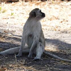Vervet Monkey doing the cute act.