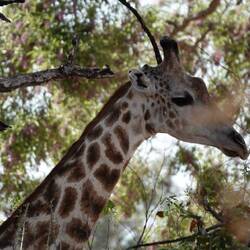 Giraffe. They often seem displeased.