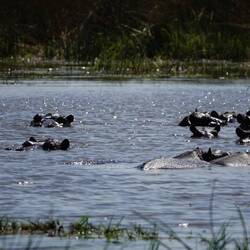 A fresh cool pond of happy hippos