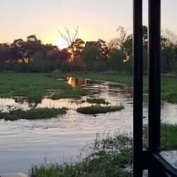 Crossing yhe Khwai River in the skinny bridge. Hippos looking on with interest.