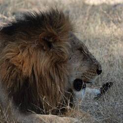 Male of the pride the mother lion is in. 15 lions in all.