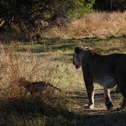 Cubs are estimated to be two to three months old