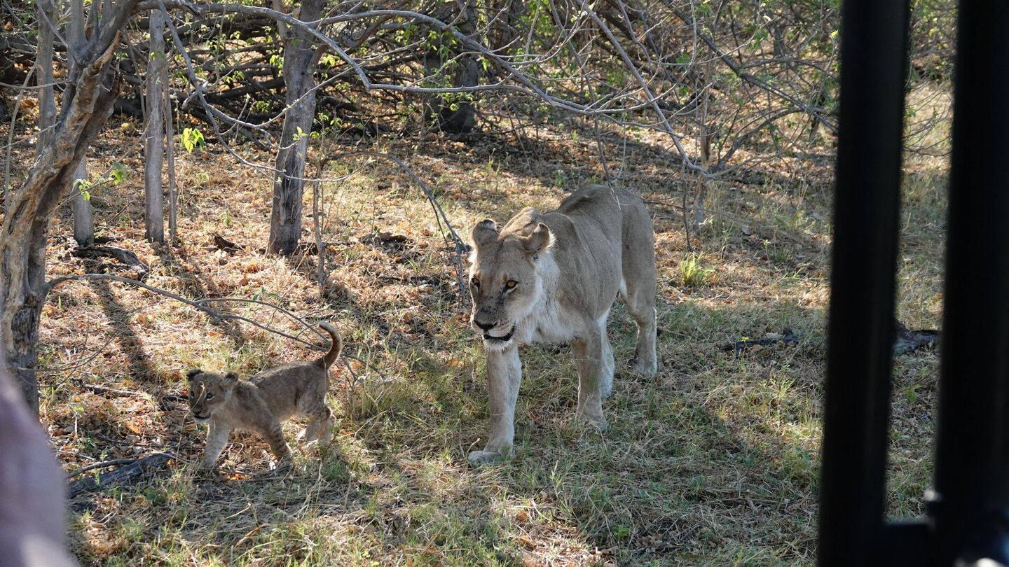 Lioness with two unweaned cubs