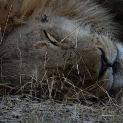 Sleepy lion