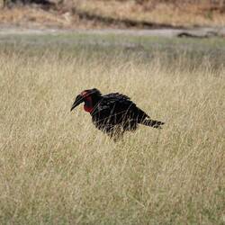 A giant Ground Hornbill. Size of a Turkey. Yes it can fly but generally doesn't.