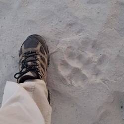 Footprint of a lioness in the middle of Khwai village. From last night.