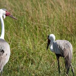 Wattled Cranes. Beautiful. Better pictures than the pair we saw last night.