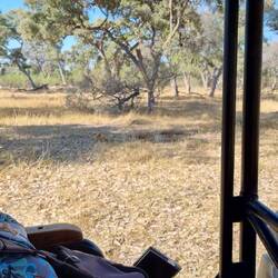 Can you spot the lions here. The phone camera makes them look further away.