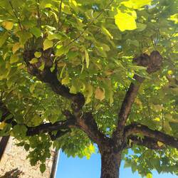 Lying under an elm for lunch