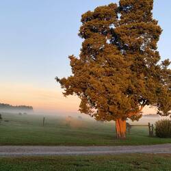 Der Baum wird angestrahlt und das Rinviech steht noch im Nebel 🥰