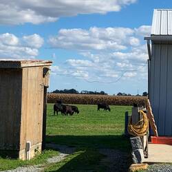 Da es eine alte Farm war haben sie einen Teil mit Weinreben abgebaut!