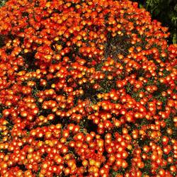 Das Bahnhofshotel in Aus hat sehr schöne Außenanlagen