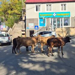 Mitten im Bergdorf..