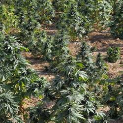Weed plantatations as far as the eye can see