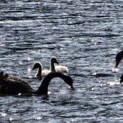 Schwarze Schwäne mit grauem Nachwuchs