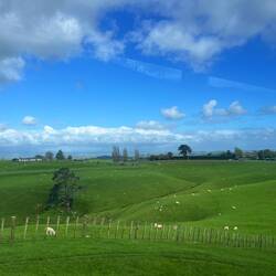 Schäfchen zählen zum einschlafen