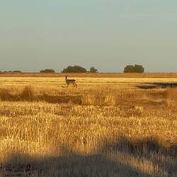 Spotted two deer early this morning