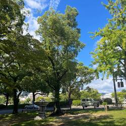 Walking up Peace Boulevard in the shade of the trees.