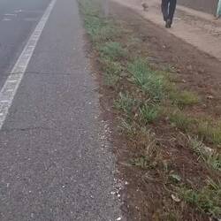 Perrito peregrino, tenía un pilotín... mori de amor