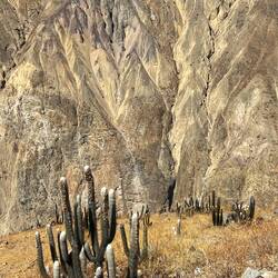 Several species of cactii