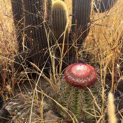 Another splendid cactus fruit