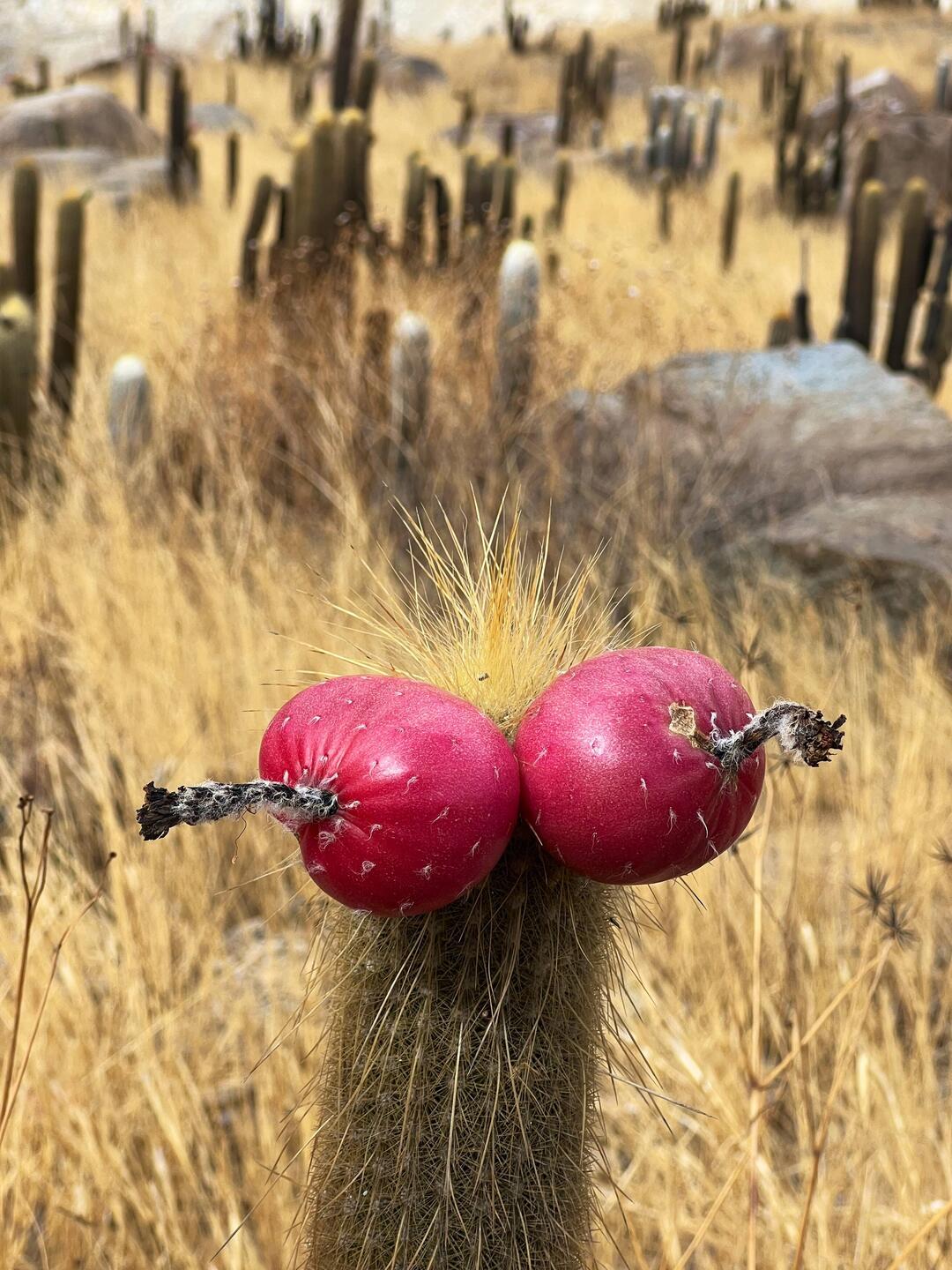 Special award for the best caption to describe this canyon dweller