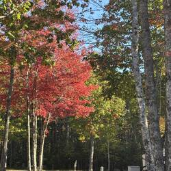 Fall color in near our campsite