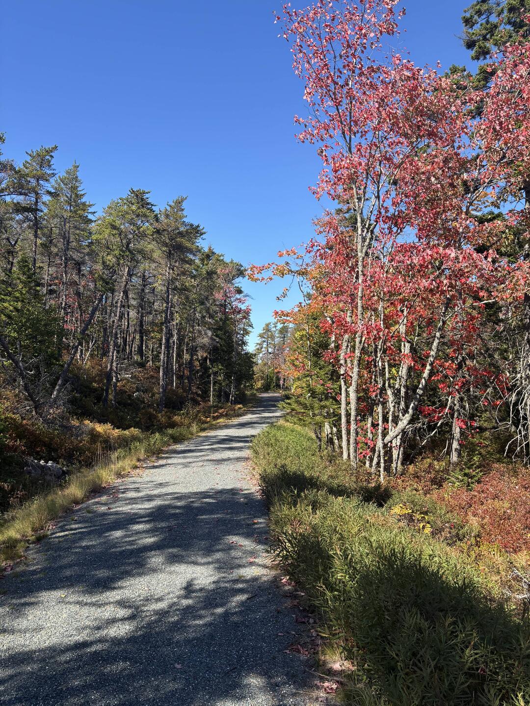 Color along the trail on Schoodic
