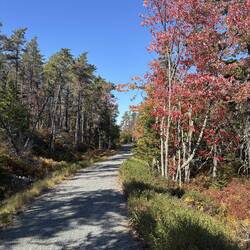 Color along the trail on Schoodic
