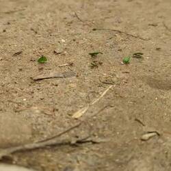 Viele kleine Arbeiter