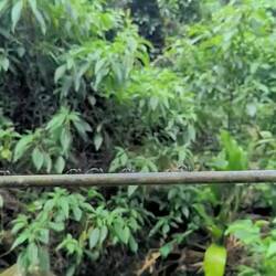 Mehr kleine Arbeiter