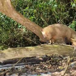 Diese kleinen Nasenbären sind da überall rumgelaufen